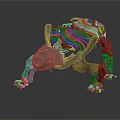 Ancient Turtle Reptile Fossil Skeleton Featuring Complete Shell And Limb Bones