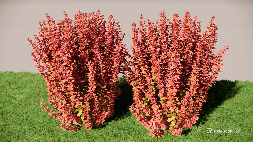 Red Leafy Shrubs Growing In Green Grass With Vibrant Foliage 3d model 