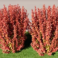 Red Leafy Shrubs Growing In Green Grass With Vibrant Foliage