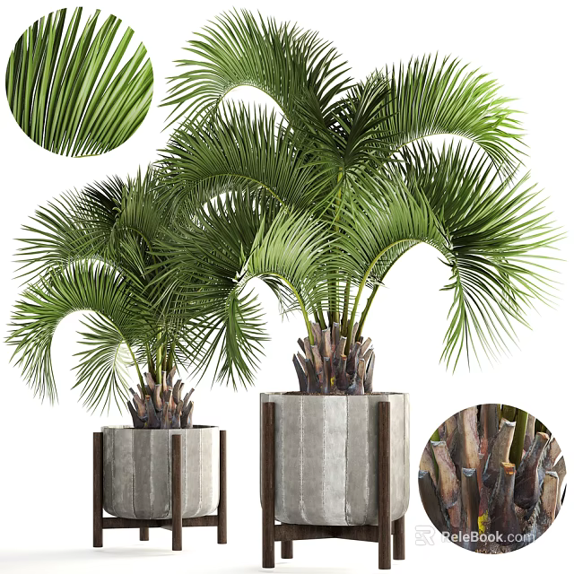 Potted Palm Plants with Green Fronds in Concrete Planters for Indoor Decor 3d model 