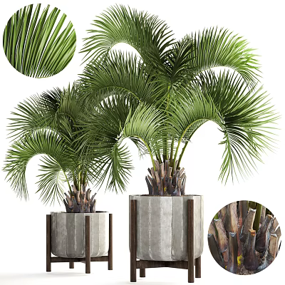 Potted Palm Plants with Green Fronds in Concrete Planters for Indoor Decor 3d model