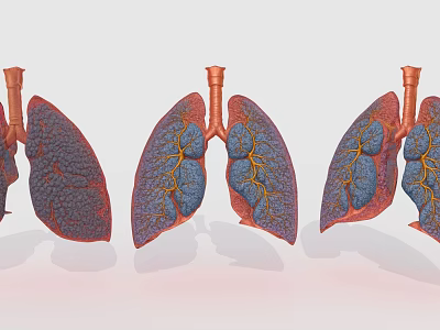 3D Anatomical Models Of Human Chest Organs Showing Lungs Bronchial Structure 3d model