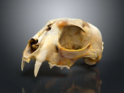 Medical Device Animal Skull Anatomical Model With Detailed Bone Structure For Education 3d model