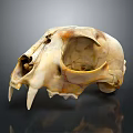 Medical Device Animal Skull Anatomical Model With Detailed Bone Structure For Education