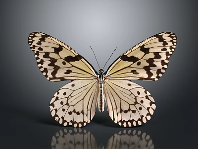 White and Black Spotted Butterfly With Open Wings On Gray Background And Reflection 3d model