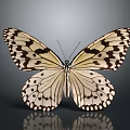 White and Black Spotted Butterfly With Open Wings On Gray Background And Reflection 3d model