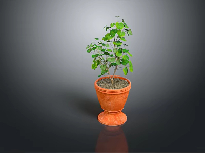 Leafy Green Plant In Terracotta Pot With Pedestal Base On Dark Background 3d model