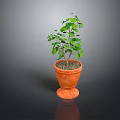 Leafy Green Plant In Terracotta Pot With Pedestal Base On Dark Background