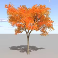 Autumn Tree with Vibrant Orange Leaves Against Blue Sky and White Clouds