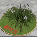 Iris Confusa With White Flowers And Green Leaves On Circular Lawn With Red Character Sign