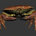 Red Cooked Crab With Shiny Shell And Large Claws On Dark Background With Reflection