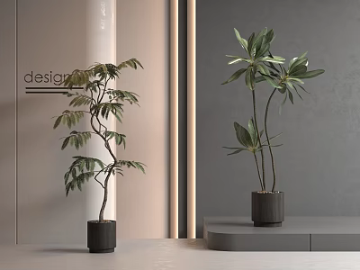 Leafy Curved Stem And Tall Straight Potted Plants In Black Pots For Modern Interior Design 3d model