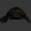 Realistic Turtle with Brown Textured Shell Yellow Head and Clawed Limbs on Gray Background