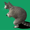Standing Raccoon With Striped Tail On Green Background Showing Shadow 3d model