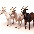 Goat 3d model