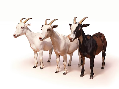 Three Goats Standing On White Background With White And Brown Black Fur 3d model