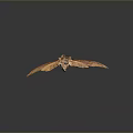 Brown Moth With Textured Spread Wings On Dark Gradient Background