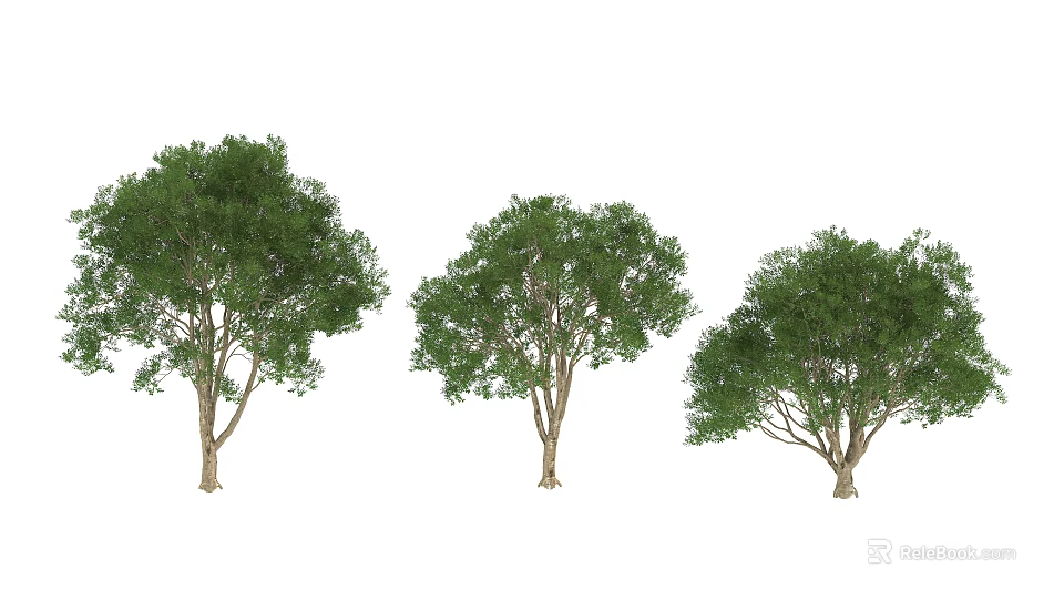 Three Green Arbor Trees With Lush Foliage And Brown Trunks In White Background 3d model 