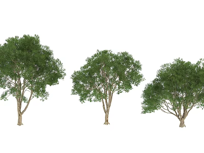 Three Green Arbor Trees With Lush Foliage And Brown Trunks In White Background 3d model