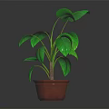 Lush Green Leaf Potted Plant With Healthy Stems In Brown Pot And Dark Background