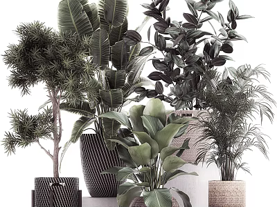 Assorted Potted Plants with Various Leaf Shapes and Decorative Pots 3d model