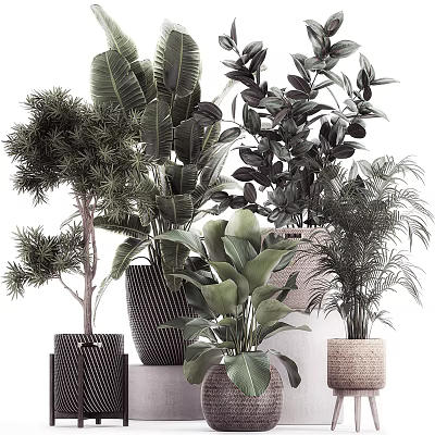 Assorted Potted Plants with Various Leaf Shapes and Decorative Pots 3d model