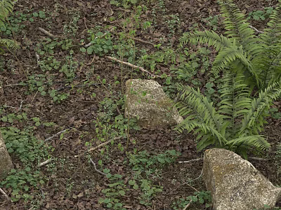 Lush Shrub Growth in Forest Ground With Ferns Stones and Fallen Leaves 3d model