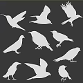 White Silhouettes of Various Flying Bird Species in Different Poses on Gray Background