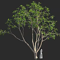 Tall Tree With Lush Green Leaves Standing Beside White Garden Statue