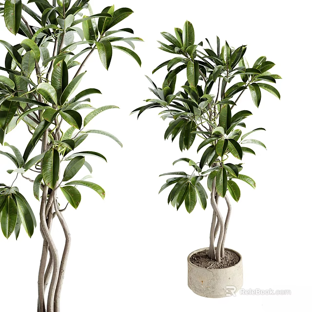 Lush Bonsai Potted Plant with Twisted Trunk and Green Leaves for Indoor Decor 3d model 