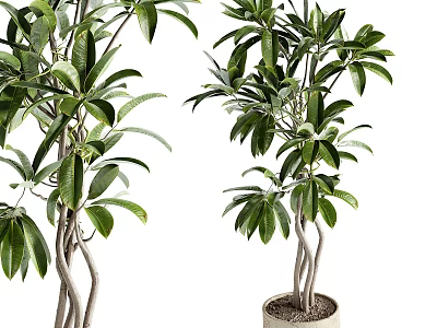 Lush Bonsai Potted Plant with Twisted Trunk and Green Leaves for Indoor Decor 3d model