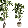 Lush Bonsai Potted Plant with Twisted Trunk and Green Leaves for Indoor Decor