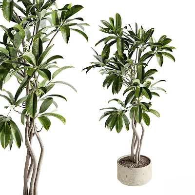Lush Bonsai Potted Plant with Twisted Trunk and Green Leaves for Indoor Decor 3d model