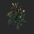 Vibrant Lush Tree With Dense Green And Brown Leaves And Woody Branches