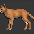 Realistic 3D Model Of Reddish Brown Fox Standing On Black Background 3d model