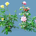 Colorful Garden Roses With Yellow Pink Red Blooms And Green Leaves