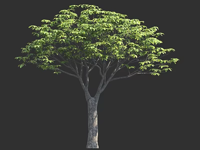 Single Tall Tree With Lush Green Leaves And Gray Trunk On Dark Background 3d model