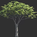 Single Tall Tree With Lush Green Leaves And Gray Trunk On Dark Background 3d model