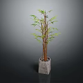 Bamboo Plant In Concrete Square Pot With Green Leaves And Brown Stems
