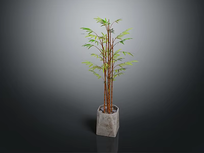 Bamboo Plant In Concrete Square Pot With Green Leaves And Brown Stems 3d model