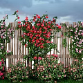 Colorful Red Pink White Flowers With Vines On Wooden Fence And Green Grass