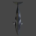 3D Rendered Whale With Dark And White Color On Gray Background
