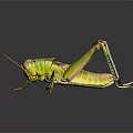 Green Grasshopper with Long Hind Legs and Textured Body on Dark Reflective Surface