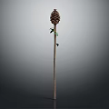 Isolated Plant Featuring Pine Cone Like Top Slender Stem And Small Green Leaves