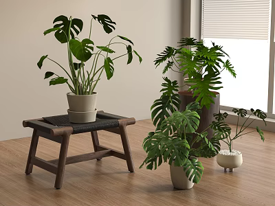 Indoor Potted Monstera Plants With Various Pots Placed On Wooden Stool And Floor 3d model