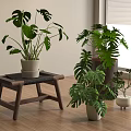 Indoor Potted Monstera Plants With Various Pots Placed On Wooden Stool And Floor
