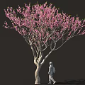 Arbor With Blooming Pink Flowers Curved Trunk And Person Walking Against Dark Background