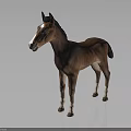 Brown Horse with White Face and Legs Standing on Dark Background Showing Clear Reflection