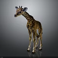Baby Spotted Giraffe with Long Neck Standing in Gray Reflective Environment