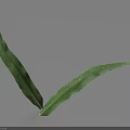 Green Leaves With Veins On Light Gray Background Showing Shadow Details